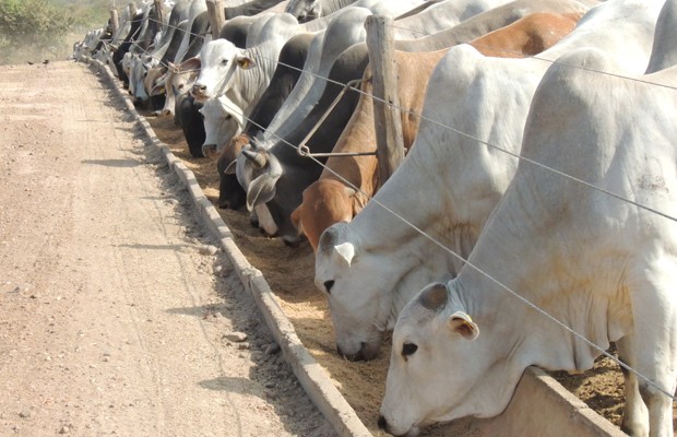 Criação de gado impulsinou o PIB goiano em 2011 (Foto: Paula Resende/G1)